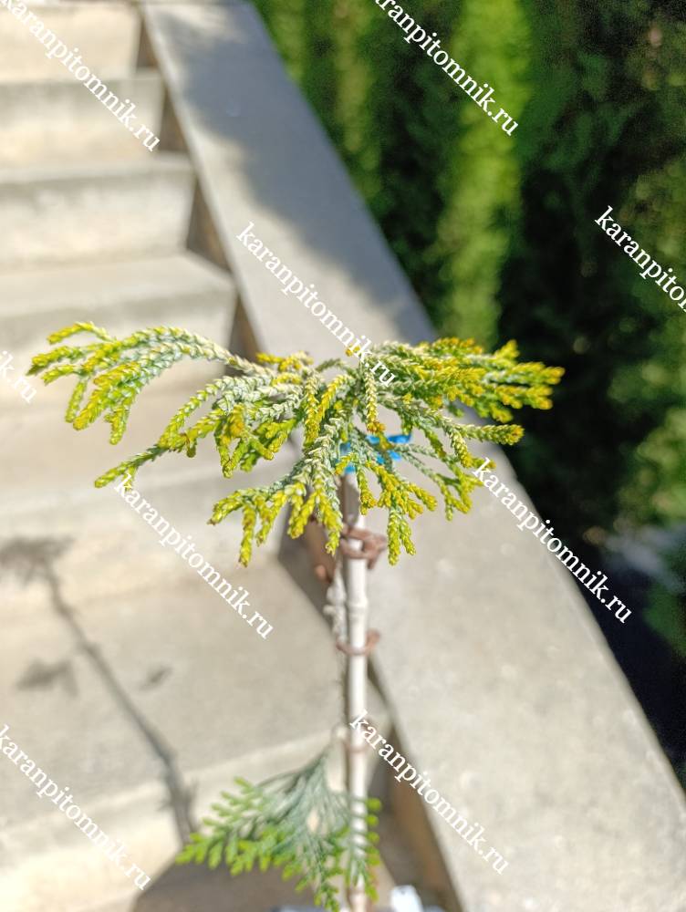 Кипарисовик Туполистный Гитте (штамб Ра45) фото